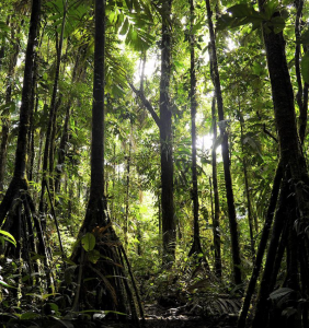 Walking Trees